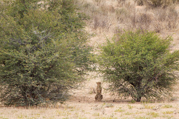 Cheetah hunting in the dry riverbeds of the Kgalagadi Transfrontier Park, South Africa	

