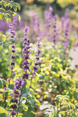 Obraz premium Autumn flowers violet in the sun