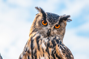 Great horned owl close-up