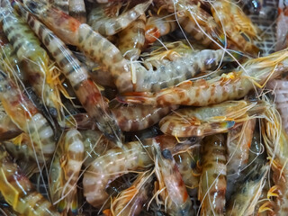 Raw fresh zebra shrimps in a pile at a seafood market