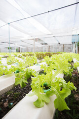 fresh organic salad farm.