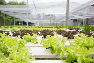 fresh organic salad farm.