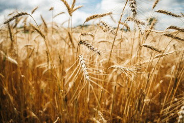 Fototapeta premium Wheat field. Ears of golden wheat close up.