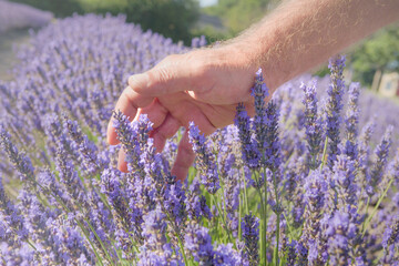 A gliding hand of man over fresh lavender plants in blossom close up. Aromatic blooming purple flowers field landscape in sunny day