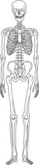 全身骨格
