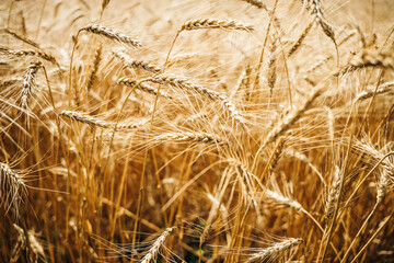 Fototapeta premium Wheat field. Ears of golden wheat close up.