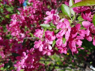 Pink flowers in a green garden