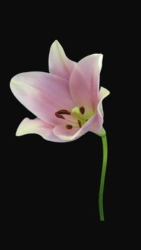 Time lapse of opening beautiful light pink Longiflorum lily flower with ALPHA transparency channel isolated on black background, vertical orientation