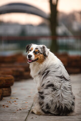 portrait of a dog on the beach