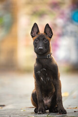 
Belgian Shepherd puppy (Malinois) 