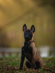 
Belgian Shepherd puppy (Malinois) 