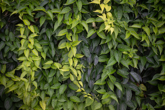 Green leaves background of flamevine foliage. Green hedge or wall