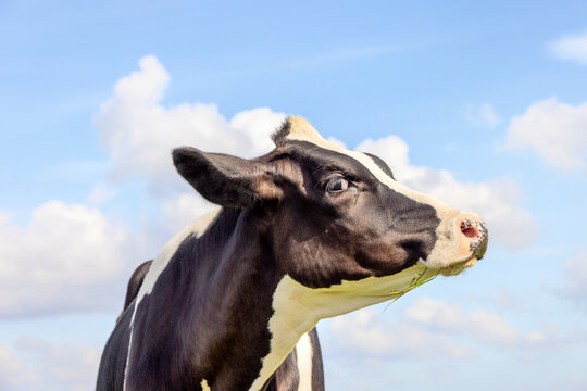 Cow face profil, gentle looking up, pink nose and a blue sky with little clouds