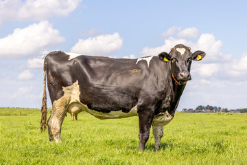 Cow full length side view in a field black and white, standing milk cattle, a blue sky and green grass