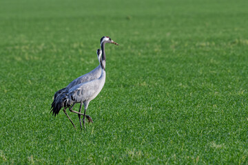 grue cendrée - grus grus - gruidés