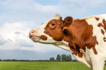 Foto op Canvas Smiling cow, nose up lifted, moo in the air, red and white milk cattle, blue cloudy sky © Clara
