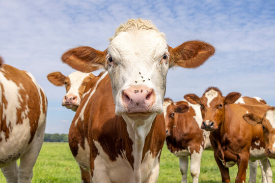 Cow face looking in front, flies on the nose, red and white, a group together happy and joyful in a green field with a blue sky