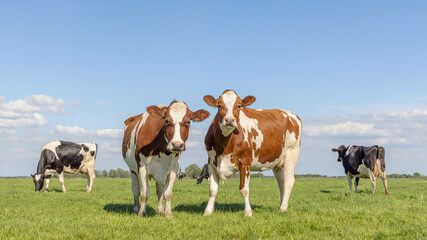 Fototapeta na wymiar Two cows, couple looking curious red and white, in a green field under a blue sky and horizon over land