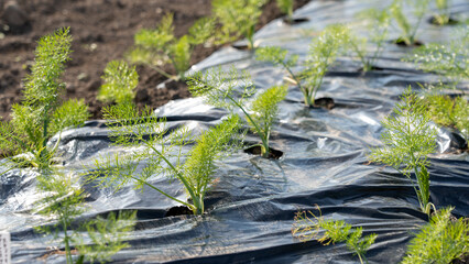 fennel seedlings