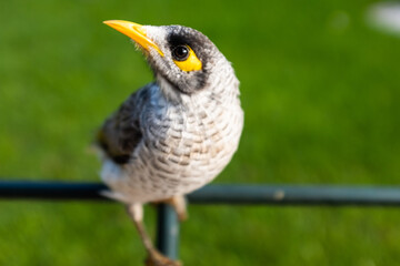 A shallow depth of field selective focus photo of a native Australian noisy miner bird (Manorina melanocephala) a type of honey eater