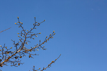 Blue skies and slender ginkgo branches