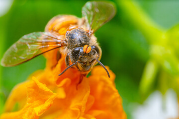 A Honeybee close-up details the face looking for pollen on yellow-orange flowers