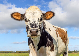 Funny cow head red and brown mottled and freckled, looking calm and friendly, a blue clouded background