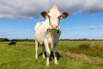 Cow standing full length in front view and copy space, cows in background, green grass in a field and a blue overcast sky