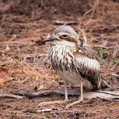 Bush stone curlew bird on magnetic island in townsville australia