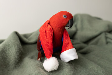 A red and blue female eclectus parrot with a christmas Santa hat draped over her back