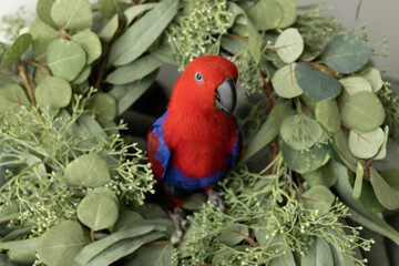 A female red and blue eclectus parrot sitting in a christmas wreath with native australian foliage