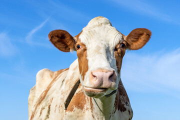 Funny cow ruminating, pink nose, red and white mottled stock looking silly in front of a blue sky - obrazy, fototapety, plakaty