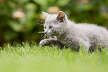 Naklejka na ściany i meble kleines graues Kätzchen im Garten | Russisch blau