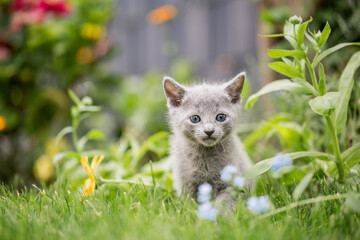 kleines graues Kätzchen im Garten | Russisch blau