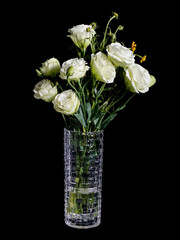 flower rose on the black background