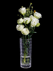 flower rose on the black background