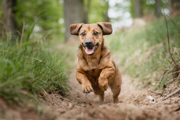 Dachshund beim Freilauf ohne Leine, Wald, Mischling, Junghund