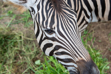 Fototapeta na wymiar Zebra skin detail on the zoo