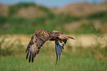 Obraz premium Long-legged Buzzard (Buteo rufinus) landing on dry straw
