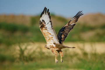 Long-legged Buzzard (Buteo rufinus) landing on dry straw