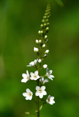 湿原に咲く小さな白い花
