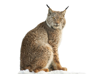 lynx sitting on snow isolated on white background