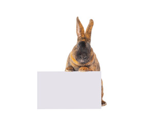 brown rabbits stands with a white box isolated on white background