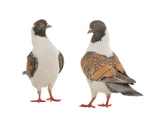 two german modena pigeon isolated on white background