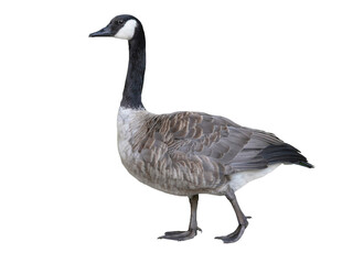 wild goose (Branta canadensis) isolated on white background