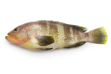 yellow grouper isolated on white background