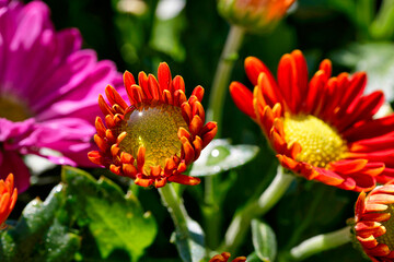 Flowers and insects macro photos