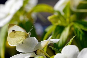 Flowers and insects macro photos