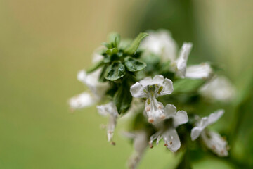 Flowers and insects macro photos