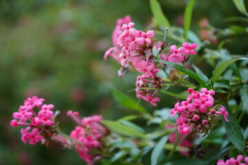 flowers of a lilac